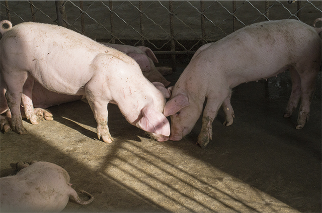 泸州探索生猪全产业链融合发展，避免“价高伤民，价贱伤农”