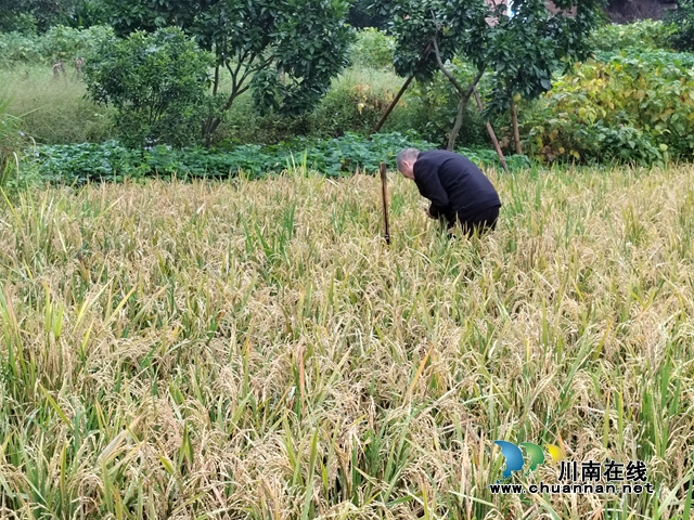 泸县云龙镇：再生稻测产验收，亩产再提高