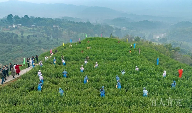 每克12.8元，5.5万棵茶叶独芽才能挑选100克┃看宜宾早茶如何打造“龙头”？”