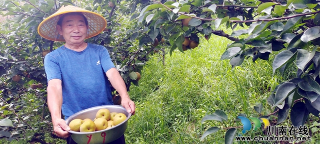 纳溪：返乡创业种水果 六旬老汉带领村民吃上“旅游饭”