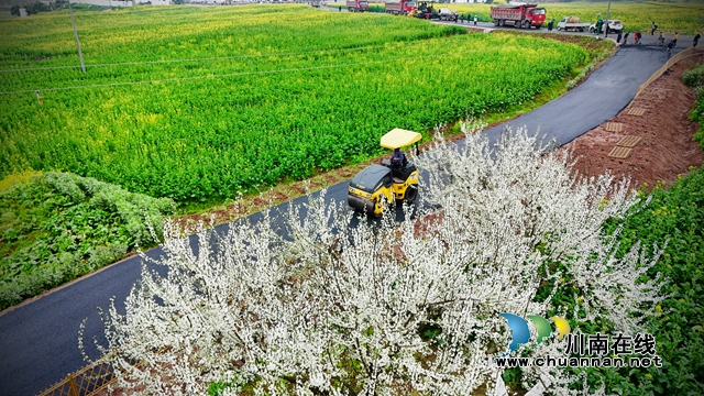 花海里铺路（张龙摄）.jpg