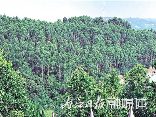 再添靓丽城市名片！内江被命名为四川省森林城市