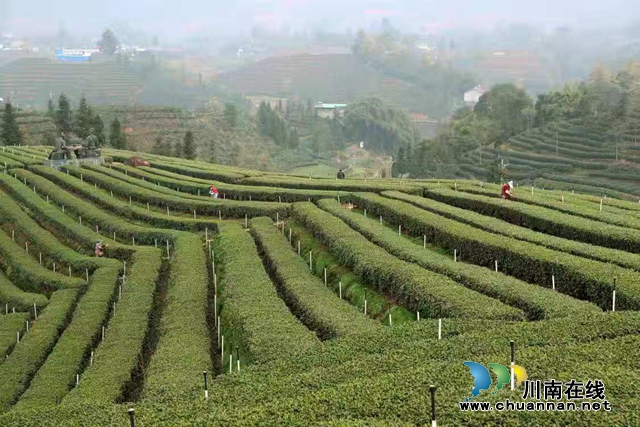 四川纳溪:疫情不阻春茶香，30万亩特早茶开采(图1)