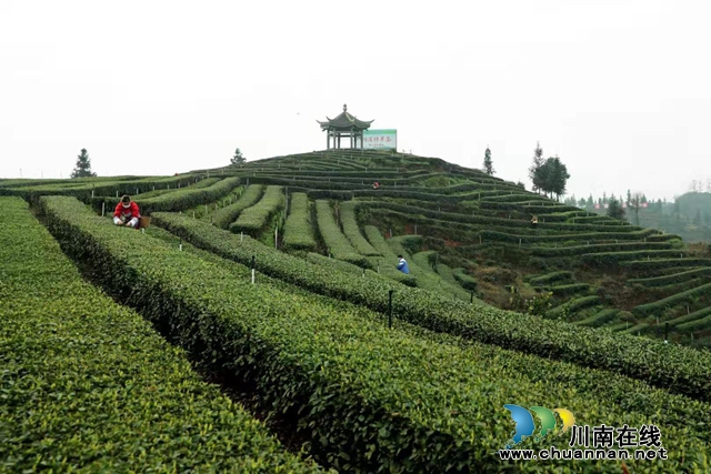 四川纳溪:疫情不阻春茶香，30万亩特早茶开采(图2)