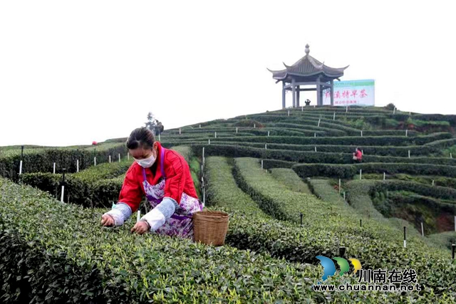四川纳溪:疫情不阻春茶香，30万亩特早茶开采(图3)