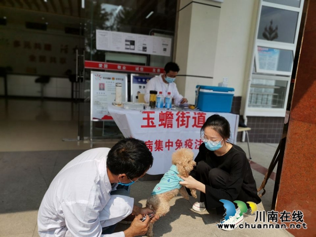 泸县玉蟾街道开展狂犬疫苗免费注射活动 (图2)
