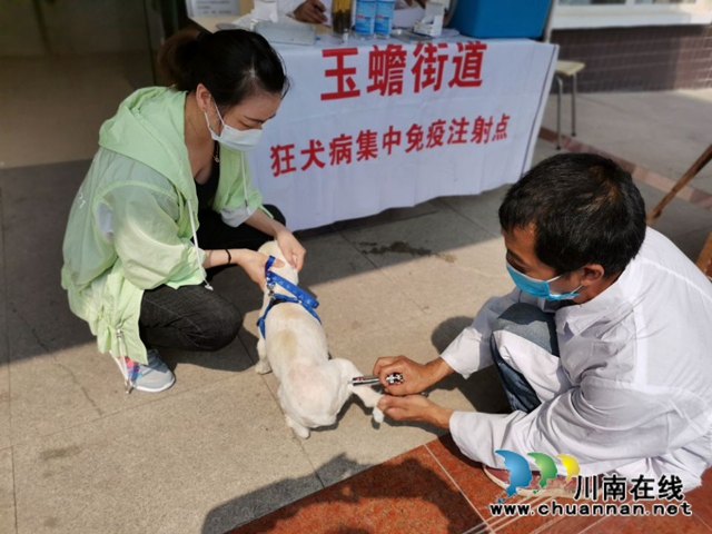 泸县玉蟾街道开展狂犬疫苗免费注射活动 (图1)