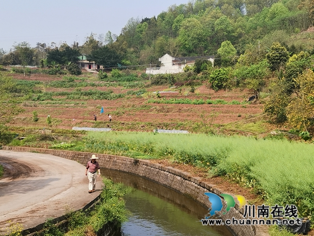 泸县水库开闸放水，自流灌溉8万亩稻田(图4)