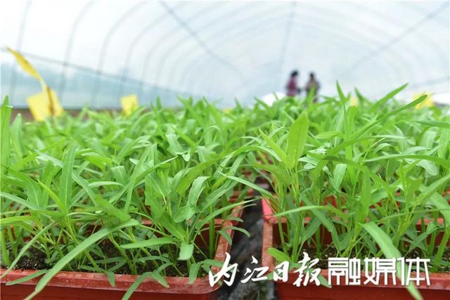盆盆栽菜，内江人喜爱(图5)