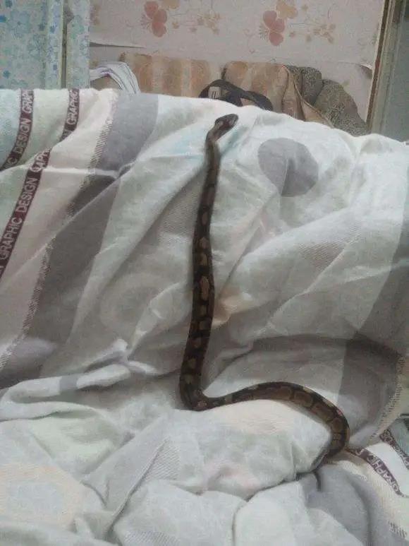 清晨6点，泸州男孩在睡梦中被毒蛇咬伤入院！(图2)