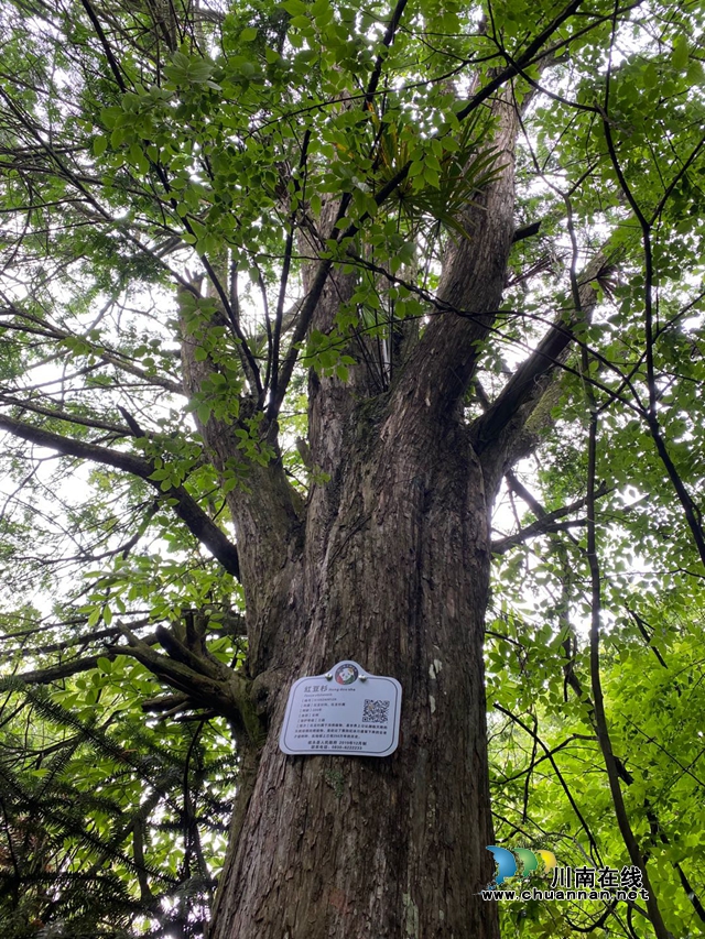 205年树龄！叙永发现境内年龄最大一株红豆杉(图5)
