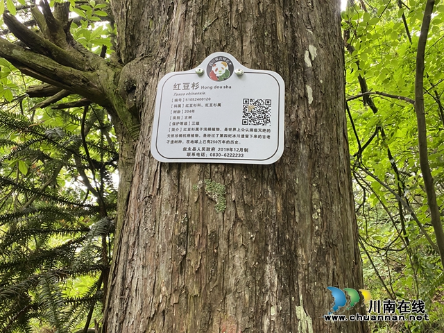 205年树龄！叙永发现境内年龄最大一株红豆杉(图3)