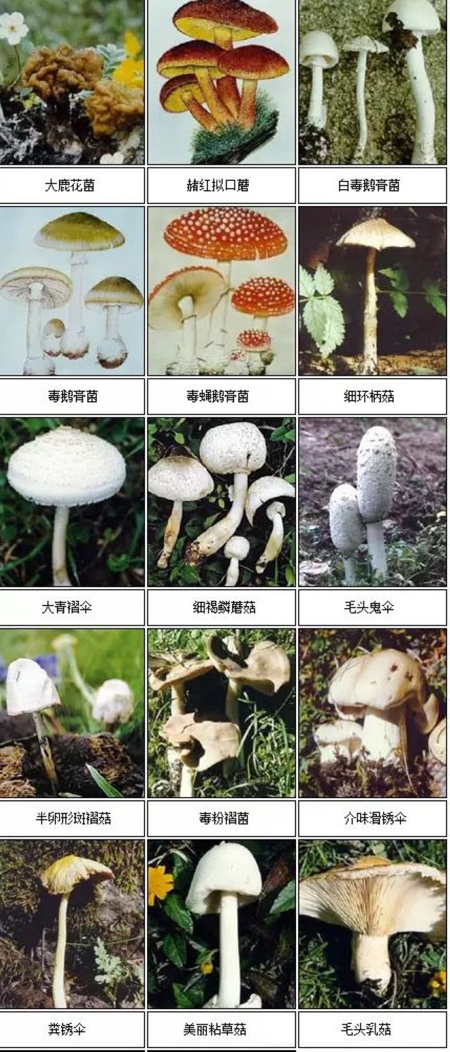 【紧急扩散】蘑菇中毒频发，这几类千万要小心！(图7)