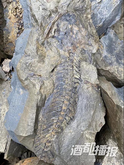 稀奇！宜宾发现2亿年前的生物化石？专家这样说……(图1)