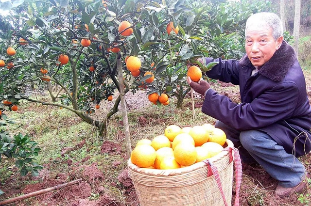 退休回乡种甜橙 泸州七旬老人年入10万