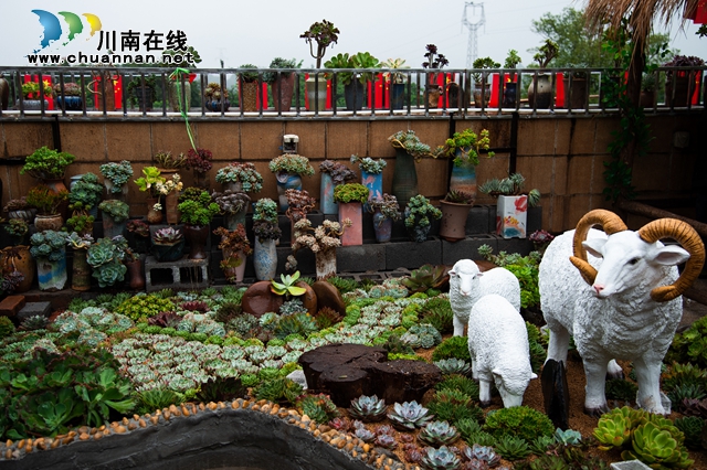 目测马上网红！“蔓多米多肉花园”惊艳亮相泸州关口！（美图）