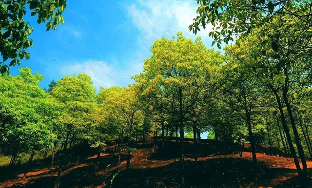 促进油樟产业高质量发展，宜宾这样打算！