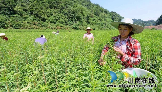 签约啦！古蔺苗家“神仙草”等中药产业发展步入快车道