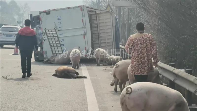 “二师兄”，哪里跑？内江境内这条高速上演“猪在囧途”……