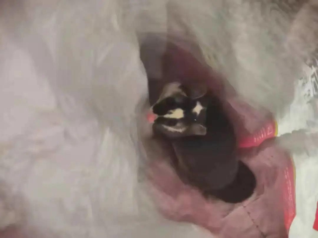 合江：“大耗子”误闯住宅，居然是“三有”动物！