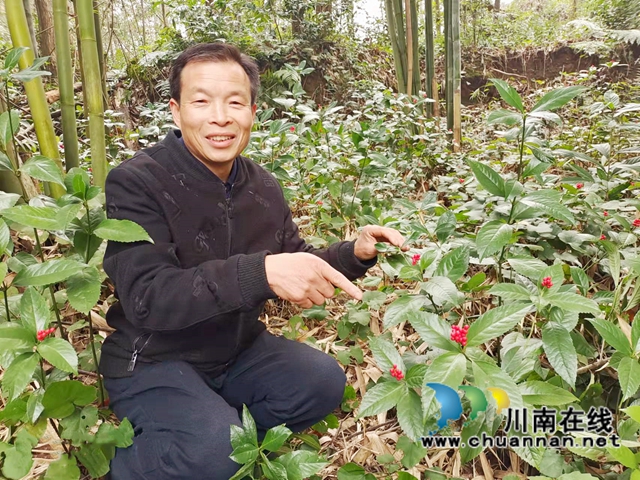 纳溪区兴莲村：套种板蓝根，竹林下“掘金”