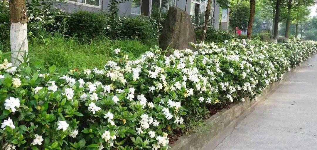 合江这所学校被命名为泸州园林式单位，快来看看有多美！(图2)