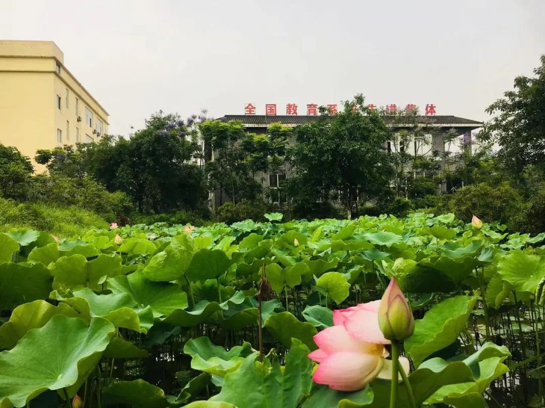 合江这所学校被命名为泸州园林式单位，快来看看有多美！(图4)