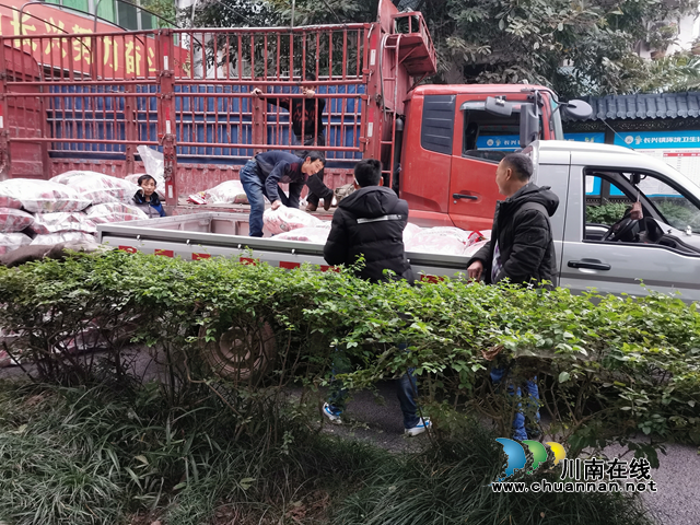 宜宾南溪区长兴镇：酿酒专用粮种子免费发放农户