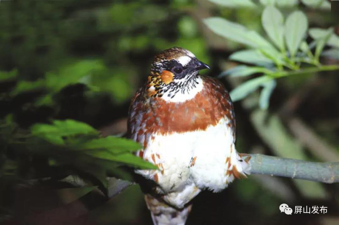 首次！四川山鹧鸪自然喂食场景在屏山“曝光”(图1)