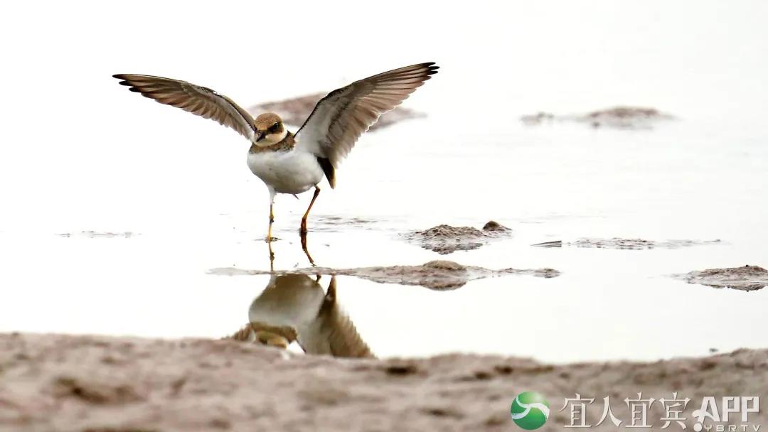 首次！四川山鹧鸪自然喂食场景在屏山“曝光”(图7)