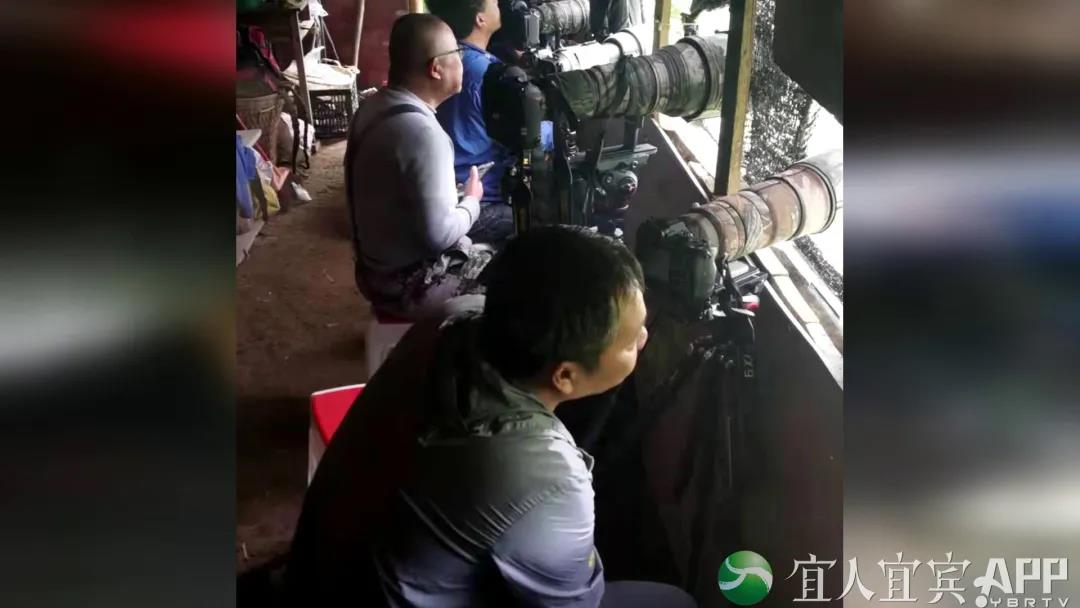 首次！四川山鹧鸪自然喂食场景在屏山“曝光”(图10)