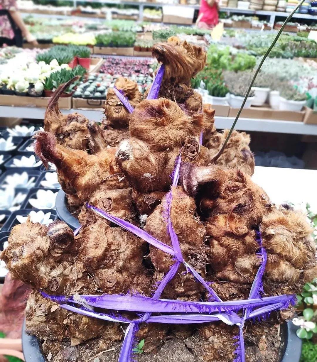 宜宾这种国宝植物千万不要采！否则后果严重……