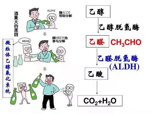 【扩散】酒量可以练出来？(图2)