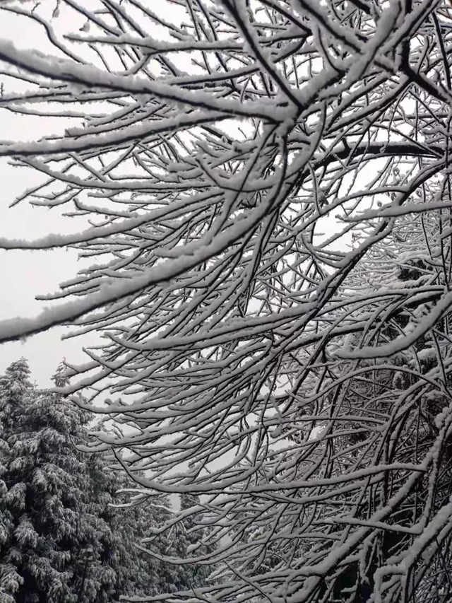 雪！雪！雪！宜宾这些地方都下雪啦！(图2)