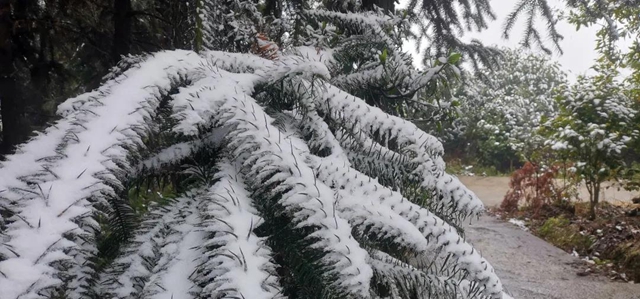 雪！雪！雪！宜宾这些地方都下雪啦！(图20)