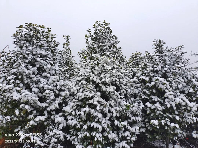 雪！雪！雪！宜宾这些地方都下雪啦！(图21)