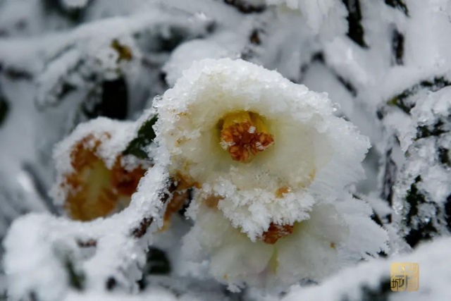 新鲜出炉的泸州雪景美图请查收！（附最新出行路况）(图5)