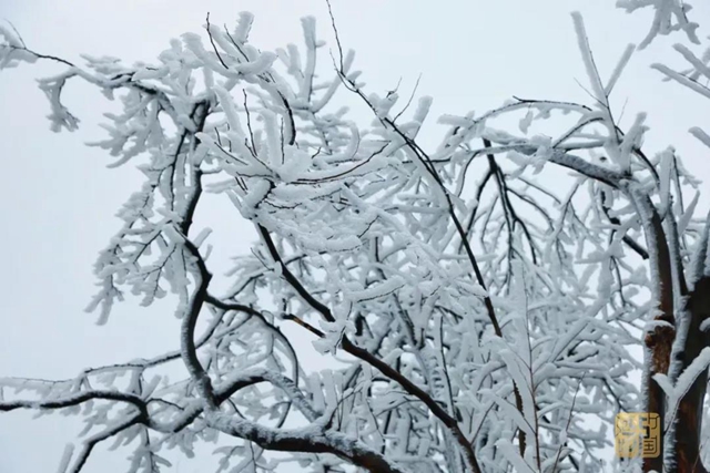 新鲜出炉的泸州雪景美图请查收！（附最新出行路况）(图7)