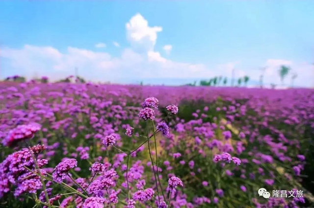 内江超好耍的乡村旅游点都在这了，你觉得最安逸的是哪一个？(图23)