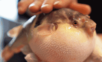 【健康过年】祸从“口”入 ， 14岁少女“吃”进重症监护室，医生说：“过节需注意！”(图5)