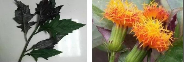 【提醒】滴水观音混入粉蒸肉,中毒!(图12) 【提醒】滴水观音混入粉蒸肉,中毒!(图12)