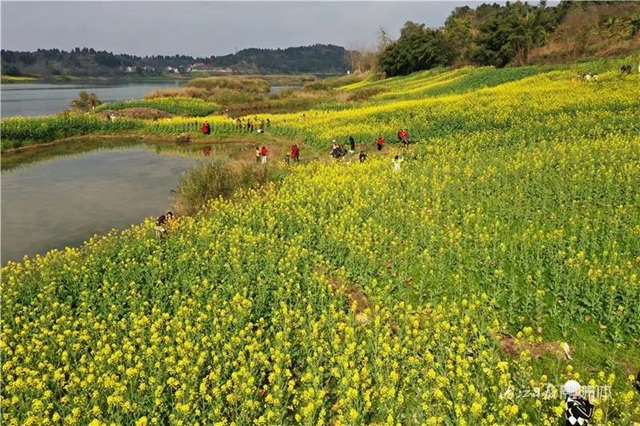 春回大地！内江这片“花海”刷爆朋友圈(图5)