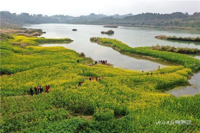 春回大地！内江这片“花海”刷爆朋友圈(图1)
