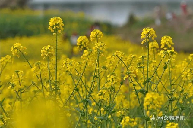 春回大地！内江这片“花海”刷爆朋友圈(图9)