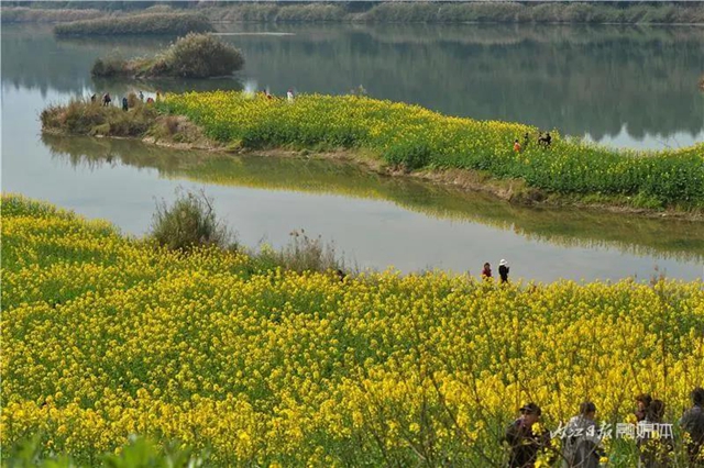 春回大地！内江这片“花海”刷爆朋友圈(图10)