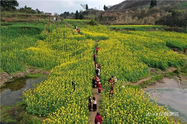 春回大地！内江这片“花海”刷爆朋友圈(图11)