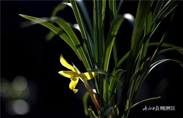 内江这里，名花展，最后三天——(图2)