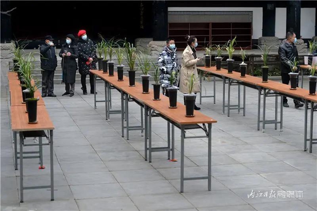 内江这里，名花展，最后三天——(图3)