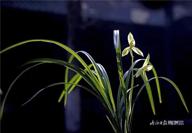 内江这里，名花展，最后三天——(图4)