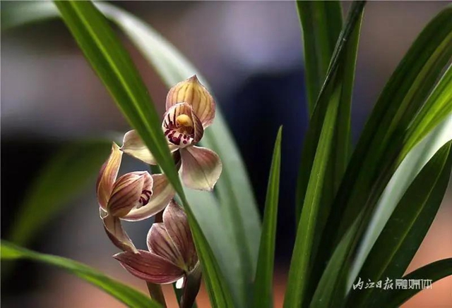 内江这里，名花展，最后三天——(图8)